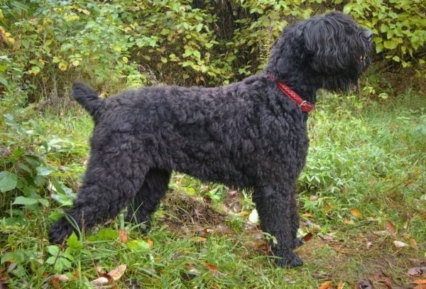 Black Russian Terrier with red collar standing in woods