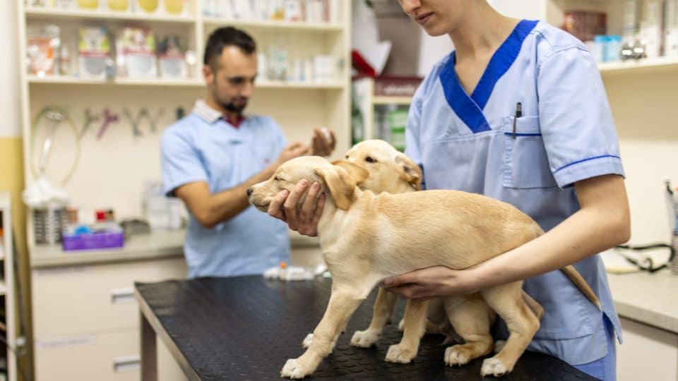 Vets and Pet Insurance | 2023 Guide