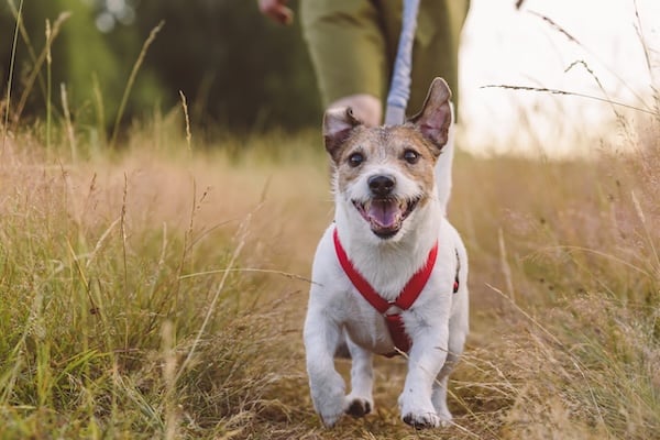 Happy dog walks the trails with human