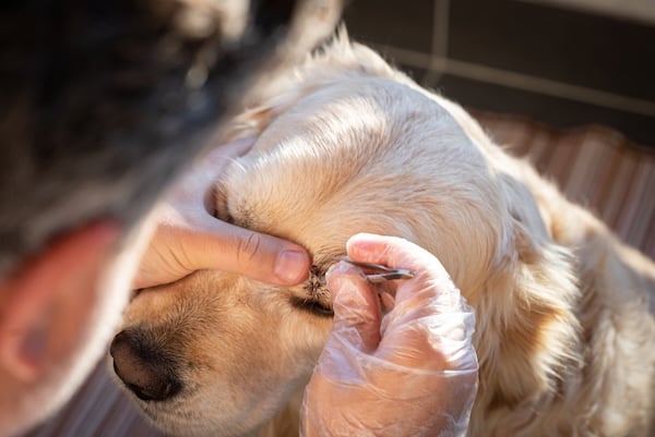 Person removing tick from dog