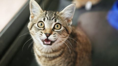 Tabby cat meowing a lot