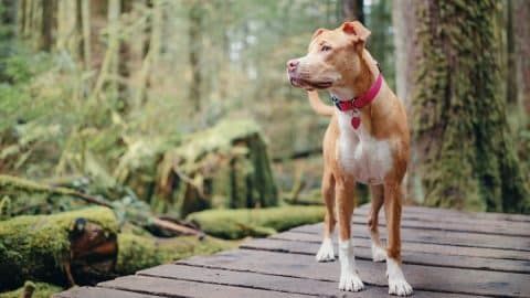 Dog standing on forested boardwalk, wearing handsome red collar