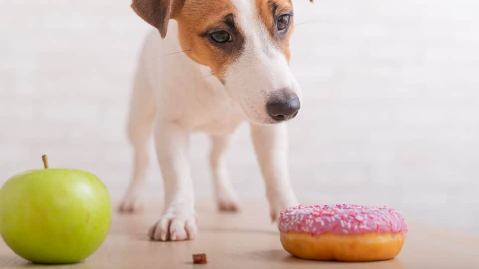 Jack Russell Terrier decides whether to eat a donut or a green apple