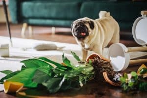 Pug standing amidst destroyed apartment and toppled plant