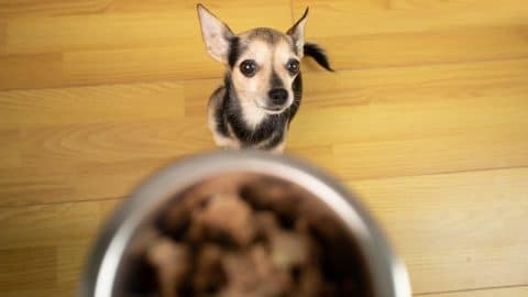 Small dog looking eagerly at approaching food can