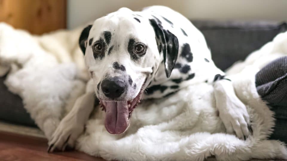 A closeup shot of an adorable big Dalmatian dog lying on a soft blanket
