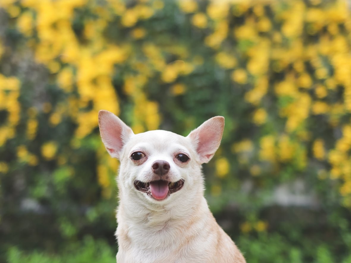 Close up image of brown short hair Chihuahua dog sitting on green grass in the garden with yellow flowers background, smiling and looking at camera.