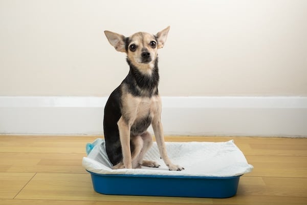 Puppy sitting on an absorbent puppy pee pad indoors