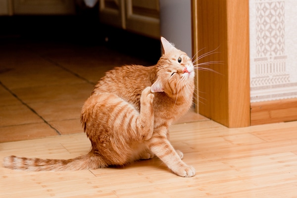 A young ginger tabby cat on the wooden floor