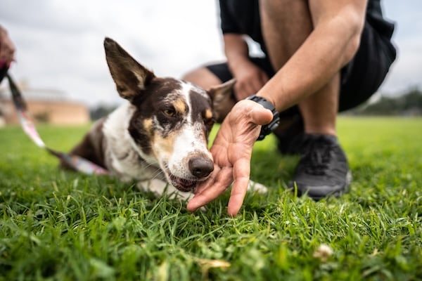 Person feeding dog treat on grass