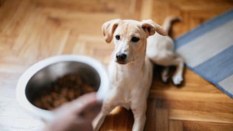 High angle view of an anonymous woman feeding puppy with a bowl.