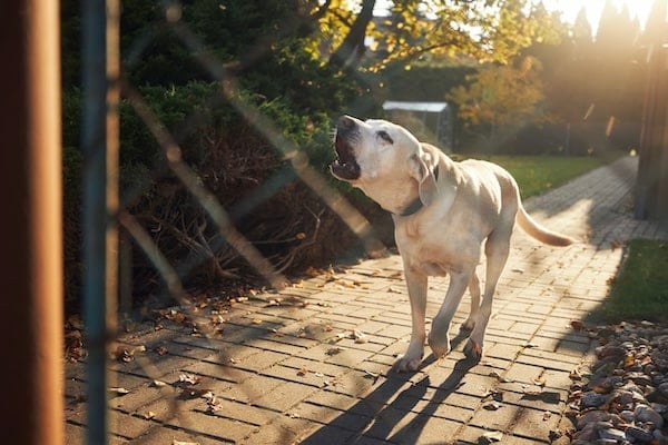 Barking dog behind fence. Noisy labrador retriever guarding house