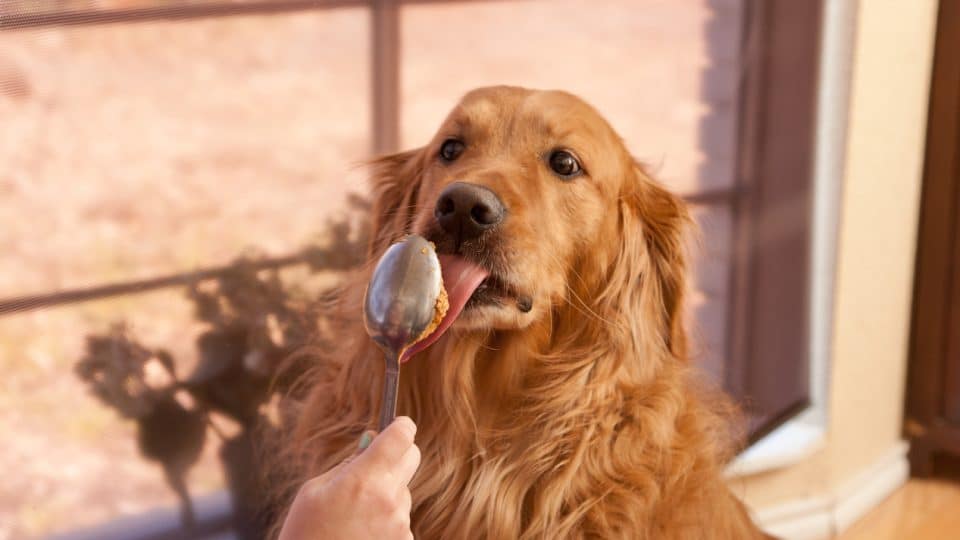 Dog licking a spoon full of peanut butter