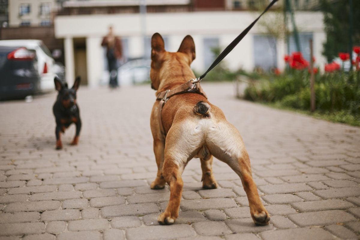 Cute leashed French bulldog walking in the street encounters an off leash small dog