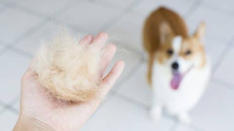 Hand holding pile of shed hair in front of Corgi