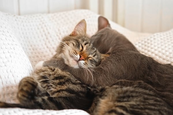 Cats snuggling together
