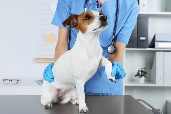 Vétérinaire appliquant un bandage sur la patte d'un chien sur une table dans une clinique, gros plan