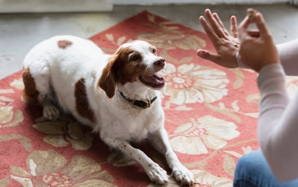 Person teaching dog down with hand signal