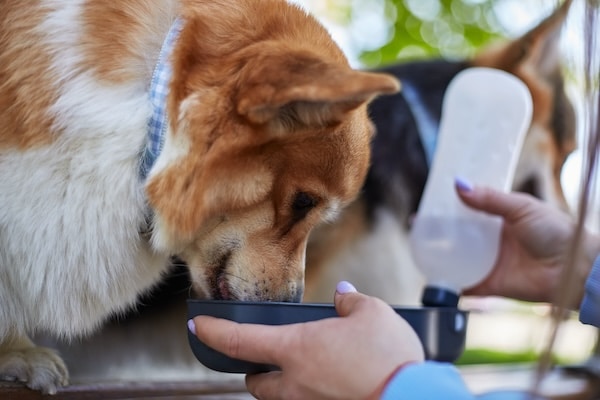 Corgi dogs drinking water from a specialized drinker