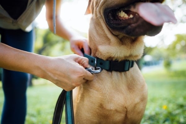Person clipping leash on dog's collar