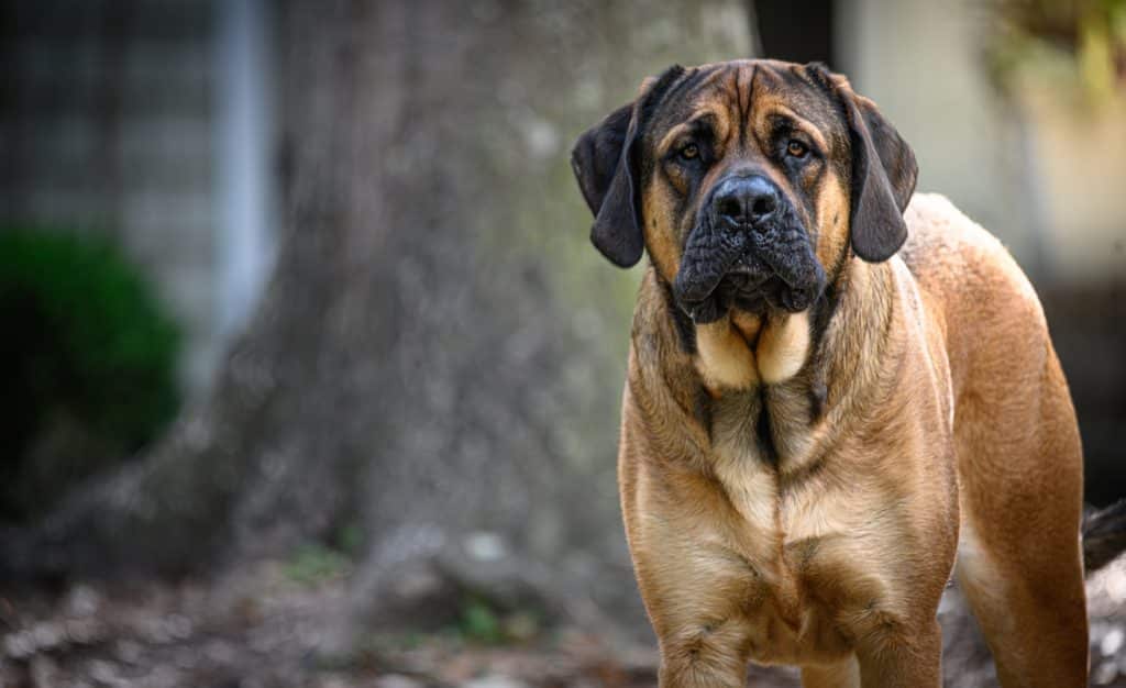 10 Giant Dog Breeds That Make Great Pets