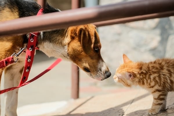 Ginger kitten meets a dog on the street