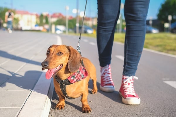 Dachshund walking on road with person