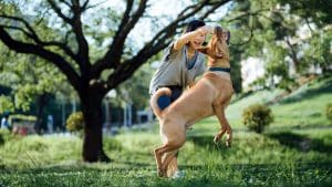 Cheerful young Asian woman playing with her pet dog, playing with a wooden stick in the park. Spending a moment and fun time with her dog