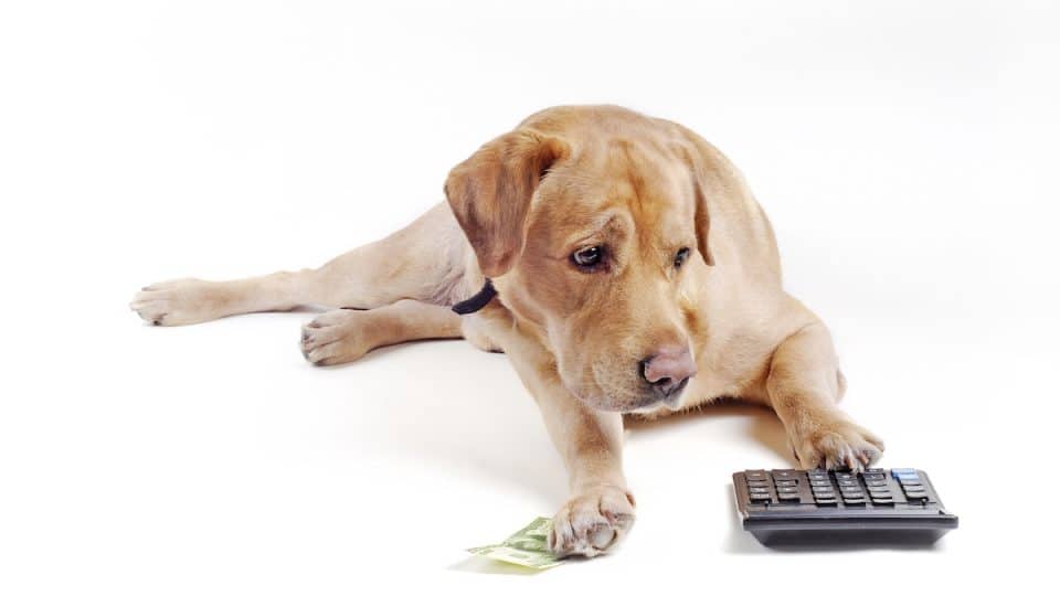 A dog uses a calculator to count money