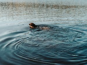Cute Spaniel dog swimming in a lake Photo taken early summer in natural light