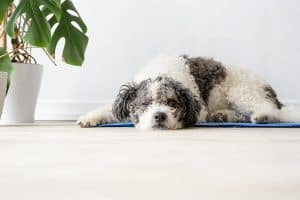 Cute relaxed mixed breed dog lying on cool mat