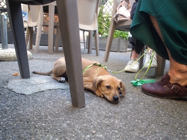 Puppy laying in the street near owner feet in a bar