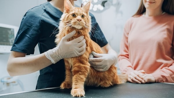 Veterinarian using stethoscope to diagnose a Maine Coon sitting on an exam table