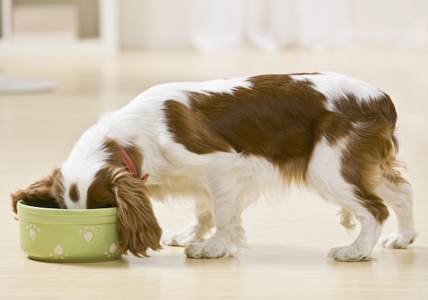 Dog with head buried in food bowl on kitchen floor