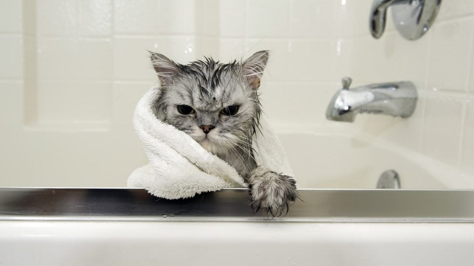a cat in a bathtub getting toweled off