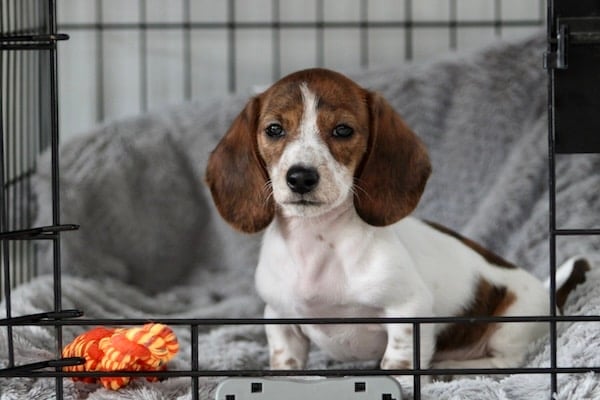 A miniature dachshund that is laying down in a crate inside of a house.
