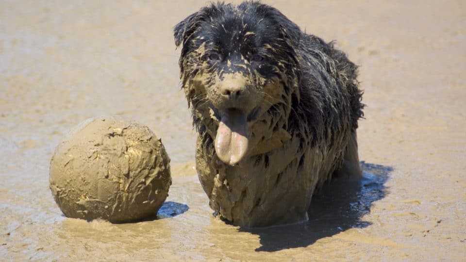 A black dog playing with a volleyball in a mud pit during the annual tournament at Tom Sawyer Days, Hannibal, Missouri