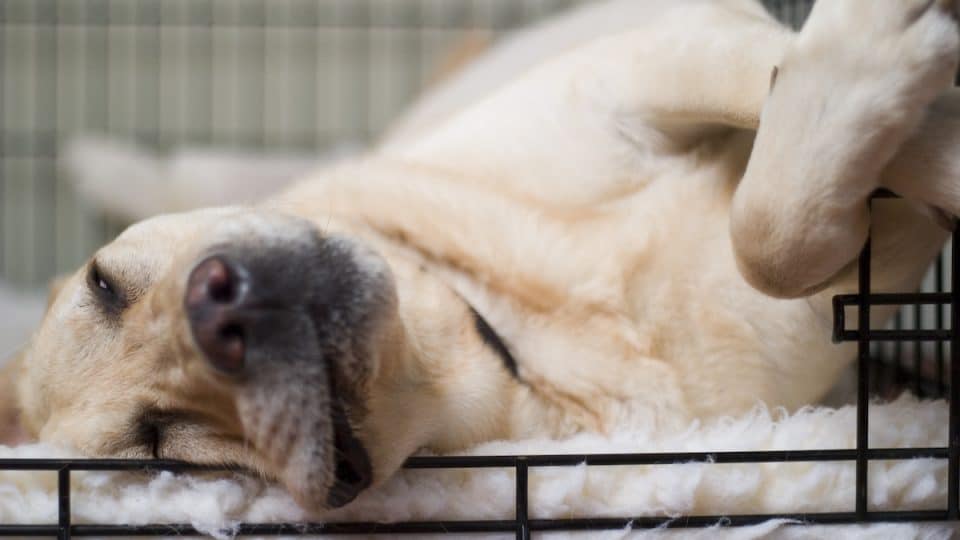 Large dog resting upside down in crate