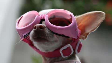 Chihuahua wearing pink goggles