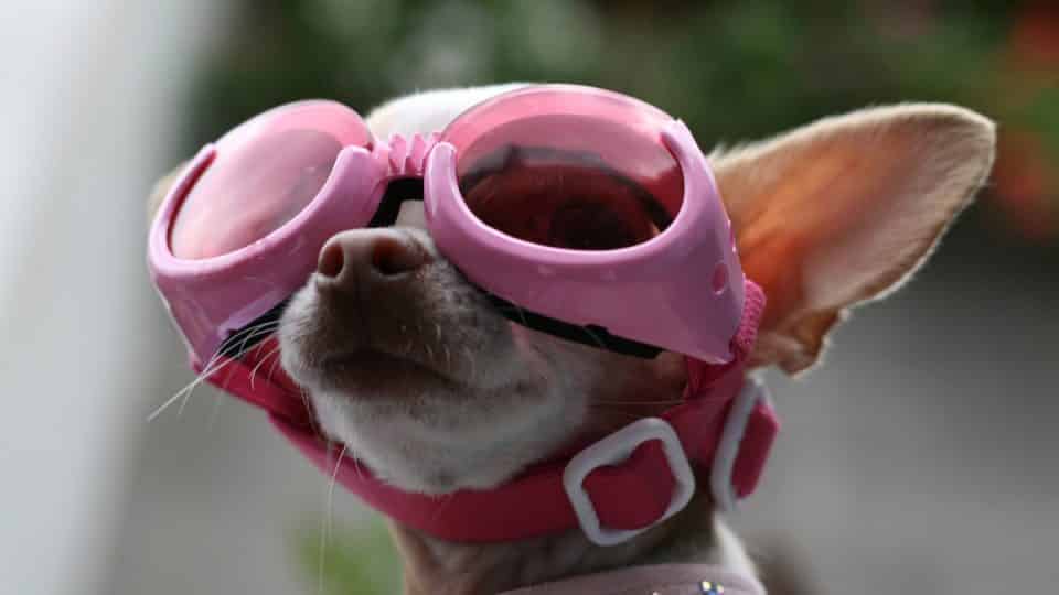 Chihuahua wearing pink goggles