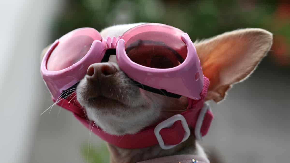 COCOPET New Version Cool Dog Goggles Pet Sunglasses Eye Wear UV Protection Waterproof Sunglasses for Puppy Dogs Small Medium 