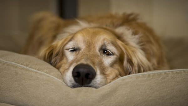 Senior Golden Retriever napping with one eye open