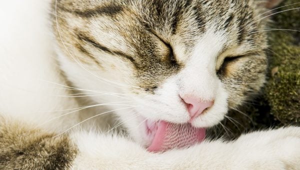 a tabby cat grooms its leg