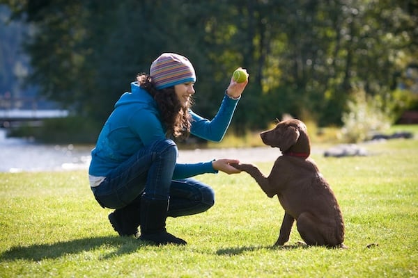 A young woman training a chocolate lab puppy to shake hands at a park