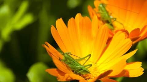 Grasshoppers on marigold blossom