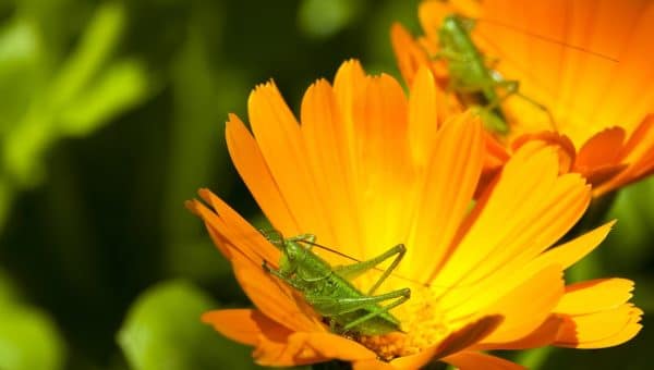 Grasshoppers on marigold blossom