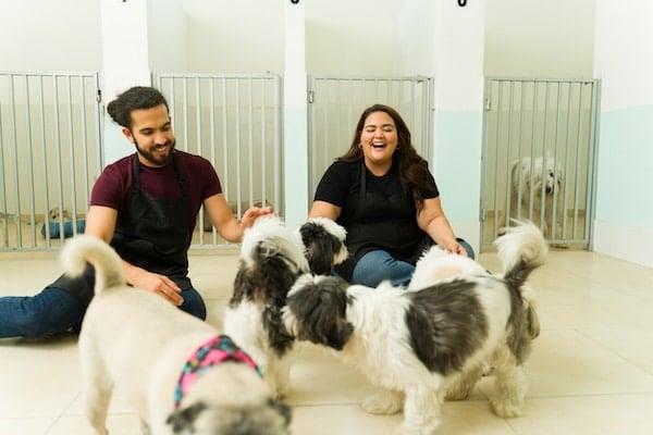 Excited smiling woman and man working at the dog daycare