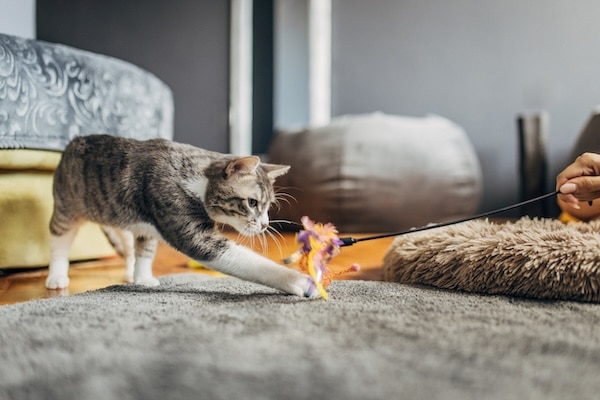 Cat playing with feather wand