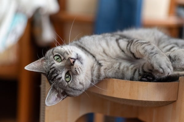 Sleepy cat laying on side, staring