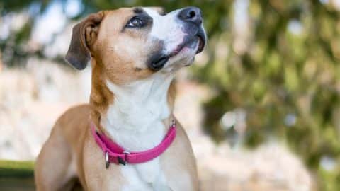 A brown and white Pit Bull Terrier mixed breed dog wearing a martingale collar
